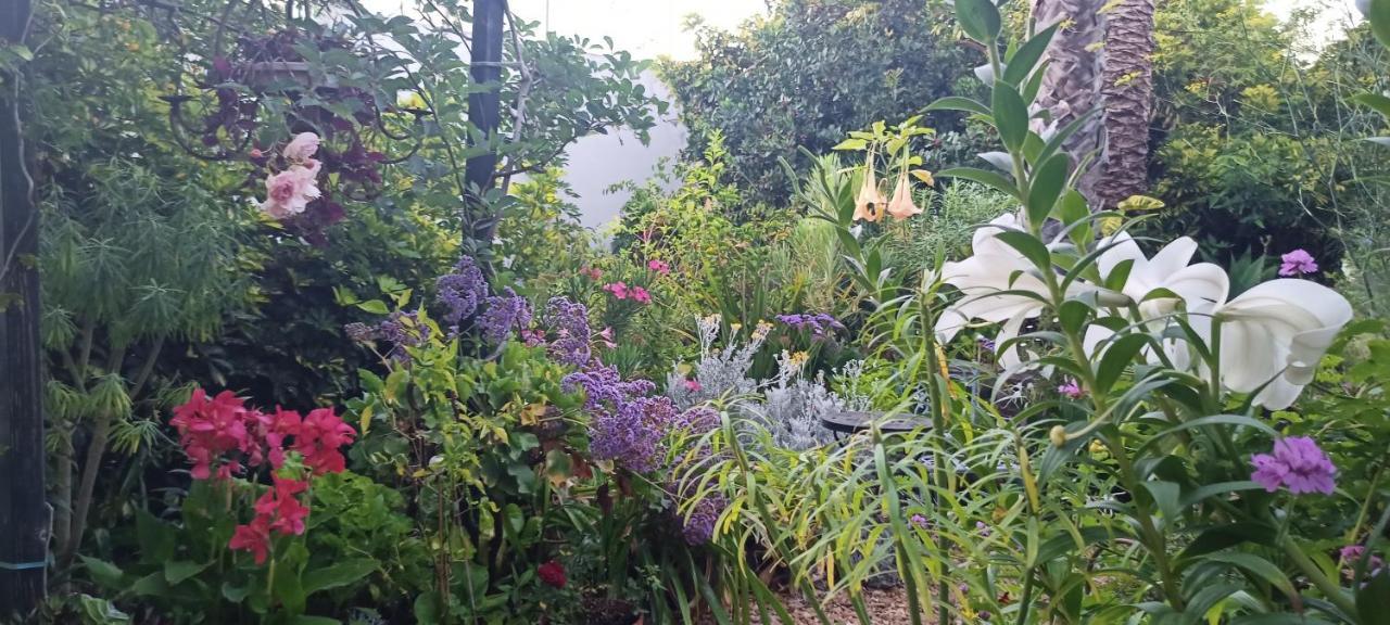 Casa Flora Garden Studio Sauzal Εξωτερικό φωτογραφία