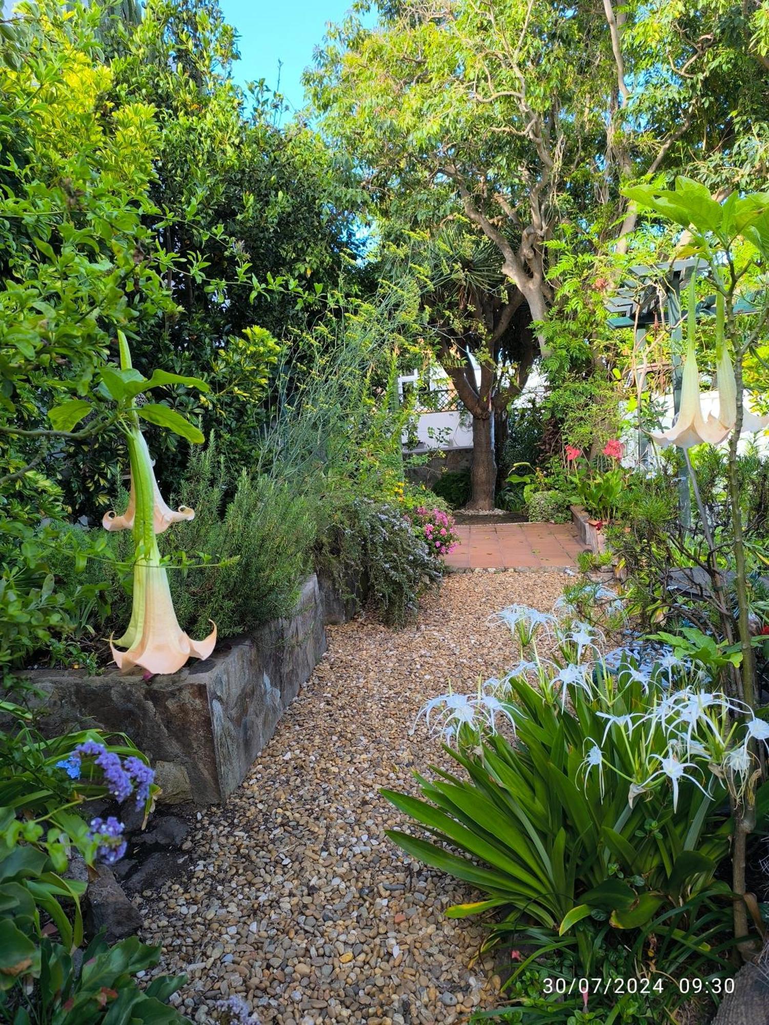 Casa Flora Garden Studio Sauzal Εξωτερικό φωτογραφία