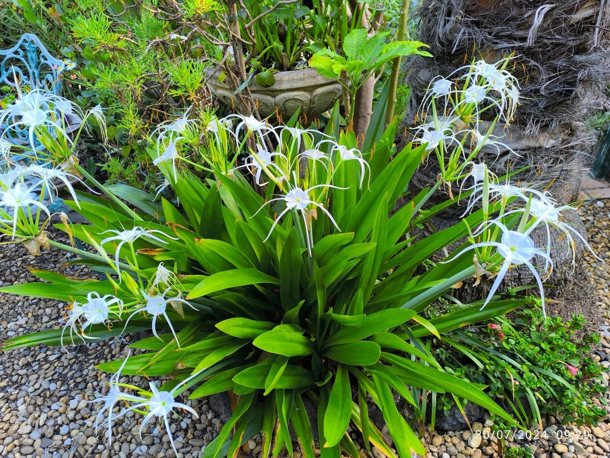 Casa Flora Garden Studio Sauzal Εξωτερικό φωτογραφία
